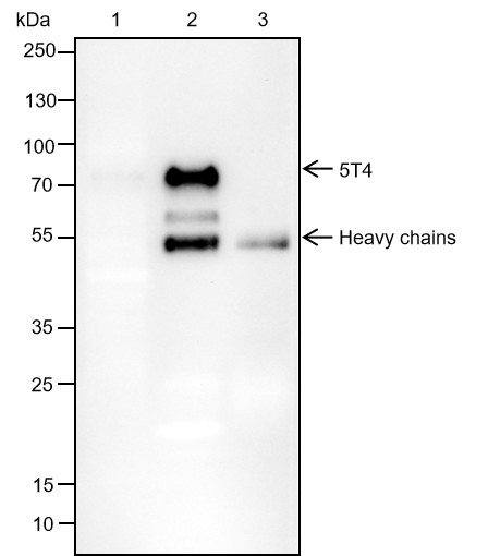 Recombinant 5T4 Monoclonal Antibody - small - 3