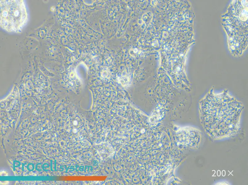 SW1463 Cell Complete Medium - 4