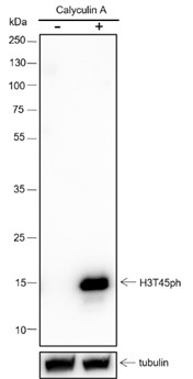Recombinant Phospho-Histone H3 (Thr45) Monoclonal Antibody-searchlist-1
