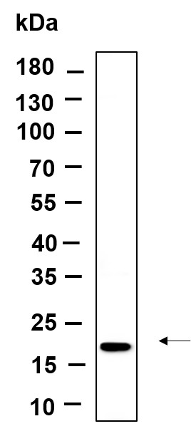 Recombinant Osteocalcin Monoclonal Antibody-searchlist-1