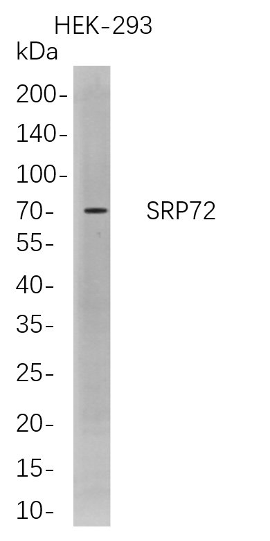 Recombinant SRP72 Monoclonal Antibody-searchlist-1