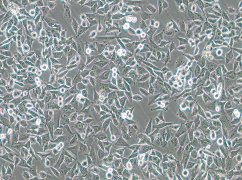 CHP-212 Cell Complete Medium - 4