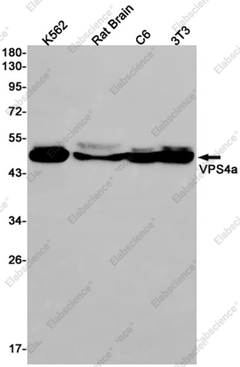 Recombinant VPS4a Monoclonal Antibody - 1