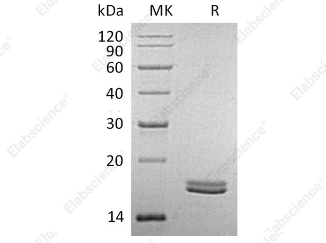 Recombinant Human CD40L/TNFSF5 Protein (Human Cells) - 1