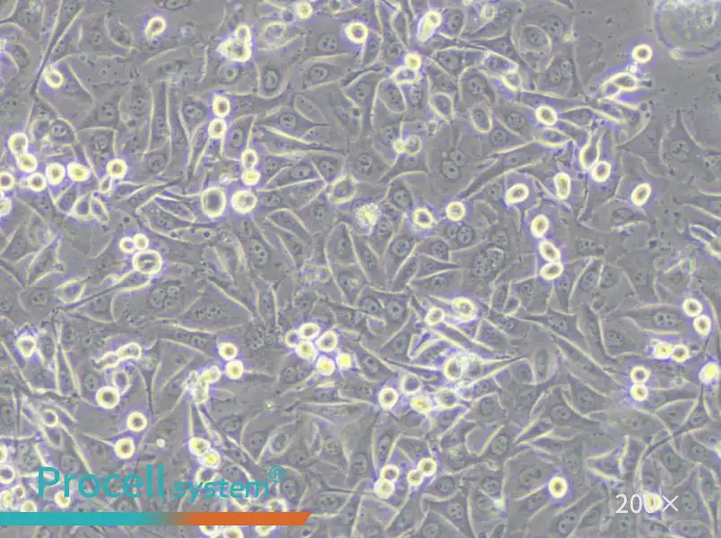 MKN1 Cell Complete Medium - small - 4