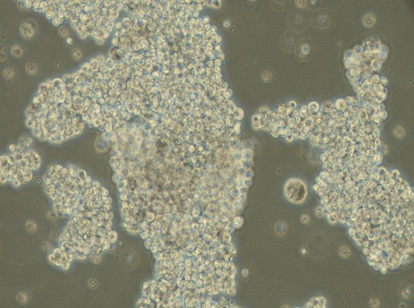 NCI-H716 [H716] Cell Complete Medium - small - 6