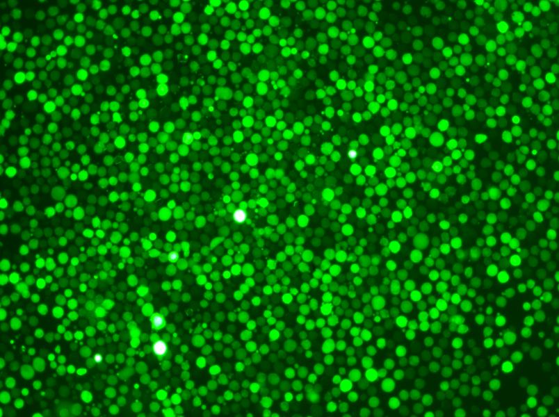 K-562-GFP Cell Complete MediumK-562-GFP Cell Complete Medium - 3