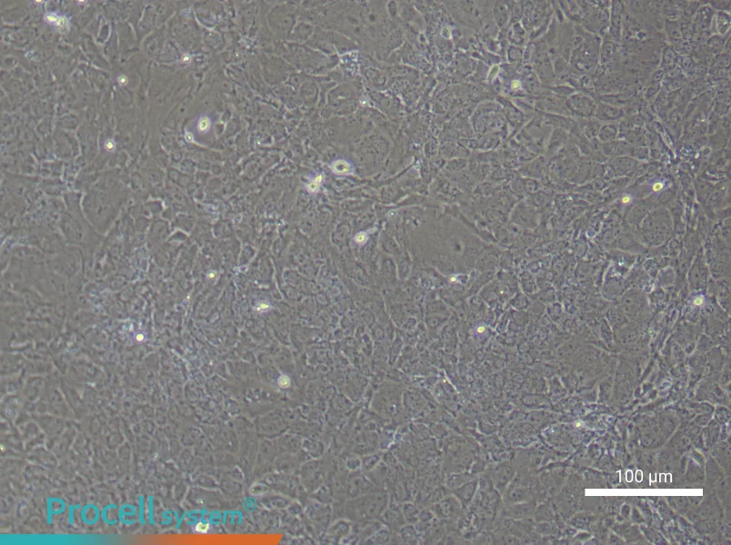 Mouse Embryonic Hepatoblast Complete Medium - 1