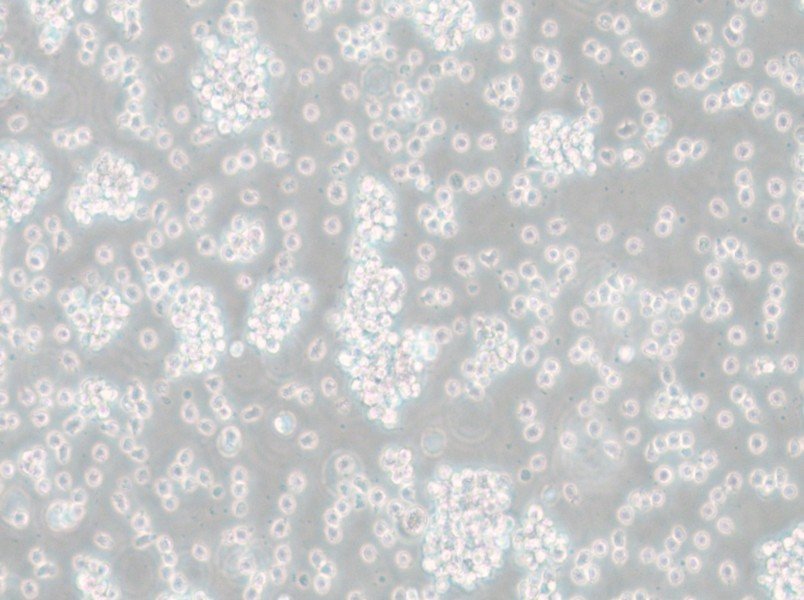 SU-DHL-6 Cell Complete Medium - small - 4