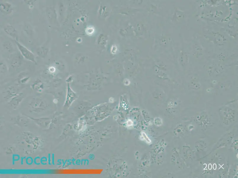 SRA01/04 Cell Complete Medium - 4