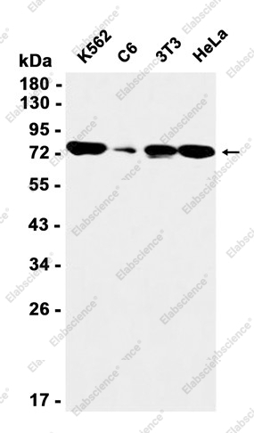 Recombinant HADHA Monoclonal Antibody - 1