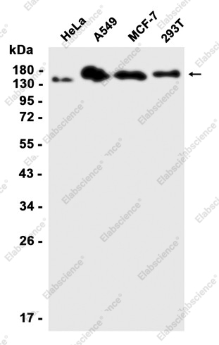 Recombinant PELP1 Monoclonal Antibody - 1