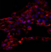 Immunofluorescence analysis of Human lung tissue using alpha Tubulin Polyclonal Antibody at dilution of 1:200.