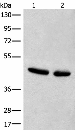 Western blot analysis of Hela and A375 cell lysates  using CANT1 Polyclonal Antibody at dilution of 1:500