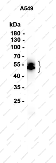 Recombinant VISTA Monoclonal Antibody - 1