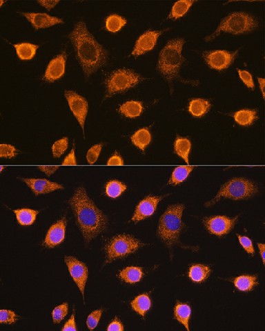Immunofluorescence analysis of L929 cells using SDHB Polyclonal antibody at dilution of 1:100. Blue: DAPI for nuclear staining.