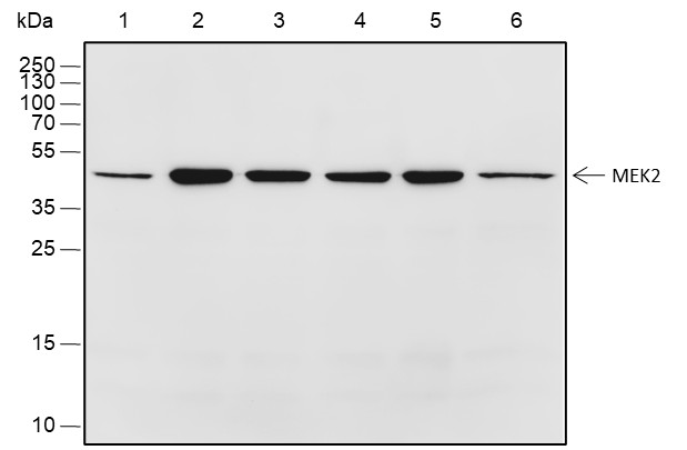 Recombinant MEK2 Monoclonal Antibody-searchlist-1