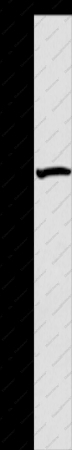 ATG9A Polyclonal Antibody - 1