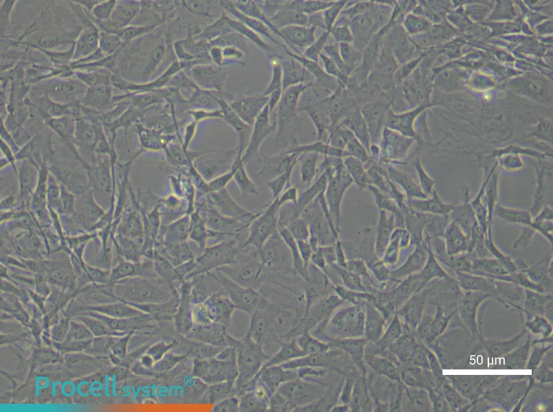 Rat Chondrocyte Complete Medium - 5
