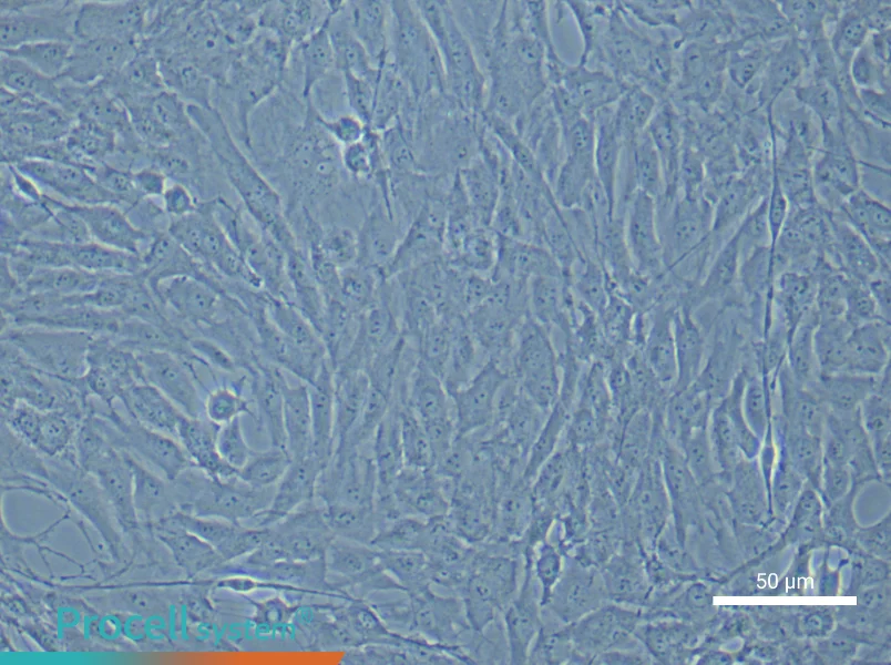 Rat Carotid Artery Vascular Smooth Muscle Cells - 5