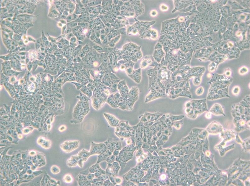 HCT-8 [HRT-18] Cell Complete Medium - small - 5