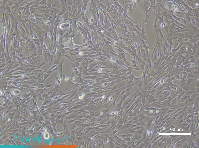 Rat Bladder Smooth Muscle Cell Complete Medium - 2