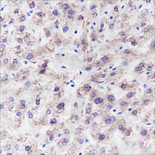 Recombinant GLUD1 Monoclonal Antibody - 2