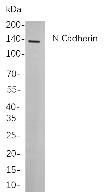 Recombinant N Cadherin Monoclonal Antibody-searchlist-1