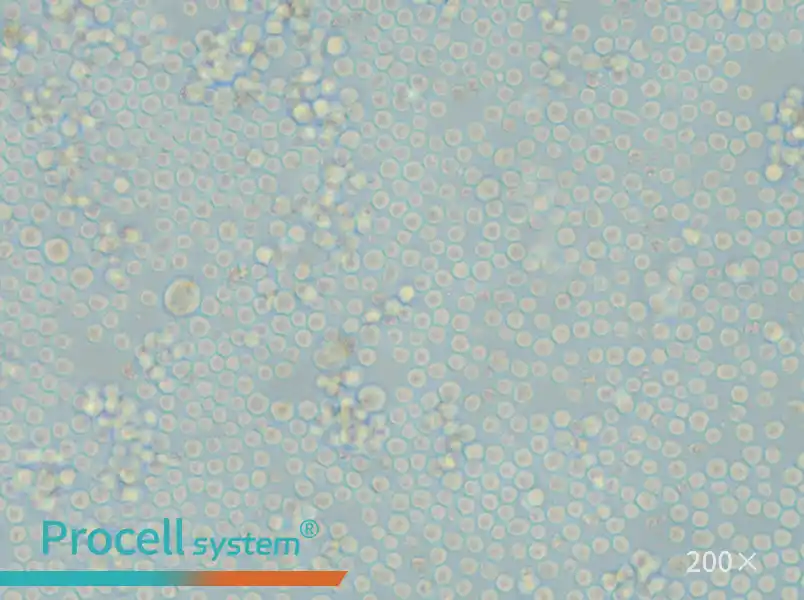 L1210 Cell Complete Medium - small - 4