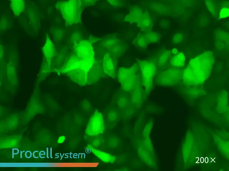 U-2 OS-LUC-EGFP Cell Complete Medium - small - 5