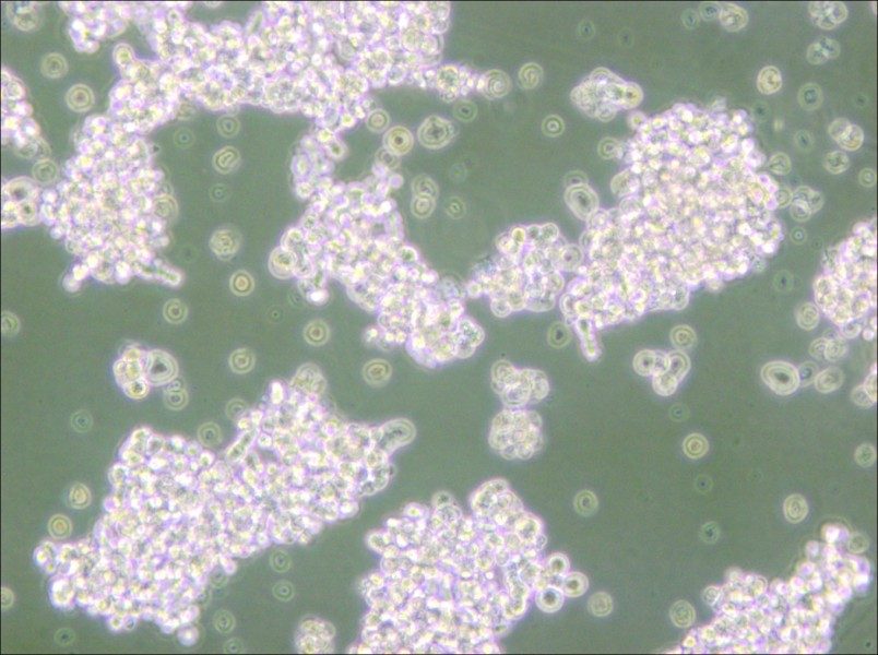 NCI-H69 Cell Complete Medium - small - 7