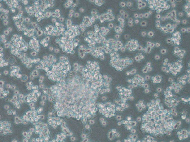 BC-3 Cell Complete Medium - 5