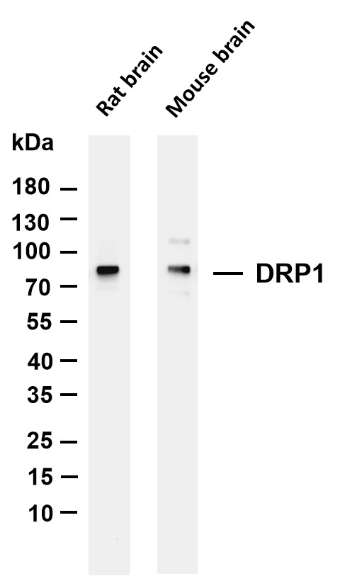 Recombinant DRP1 Monoclonal Antibody-searchlist-1