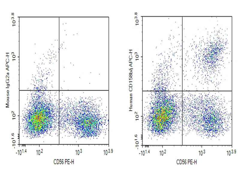 Purified Anti-Human CD158b/j Antibody[DX27] - 1