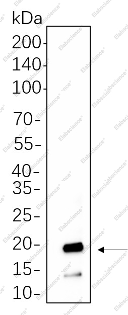 Recombinant Synuclein-α Monoclonal Antibody - 1