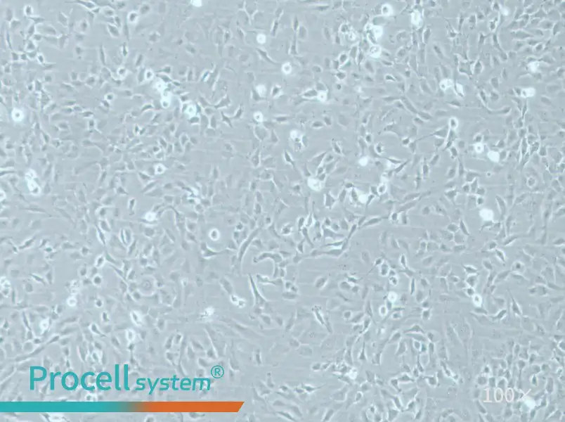 HMEC-1 Cell Complete Medium - 2