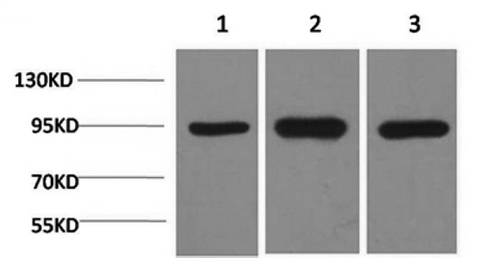 Western Blot analysis of 1) Hela, 2)Mouse brain, 3) Rat brain using HSP90 alpha Monoclonal Antibody at dilution of 1:2000.