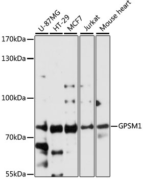 Western blot analysis of extracts of various cell lines using GPSM1 Polyclonal Antibody at 1:3000 dilution.