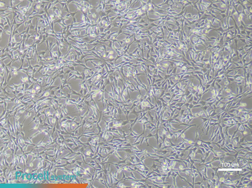 Rat Bone Marrow Mesenchymal Stem (Primary cell immortalization) Cell Complete Medium - 3