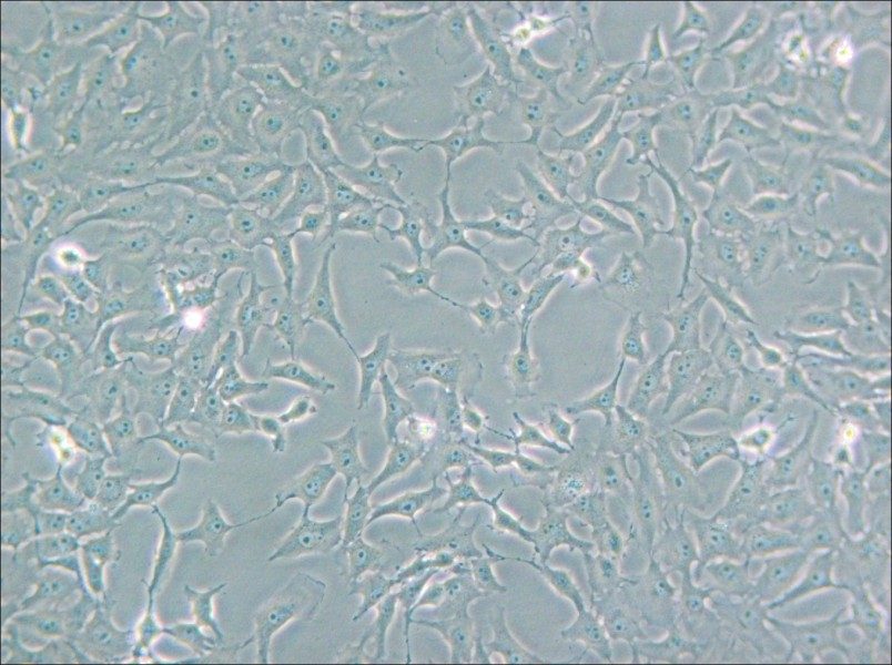 Mv.1.Lu [NBL-7] Cell Complete Medium - small - 6