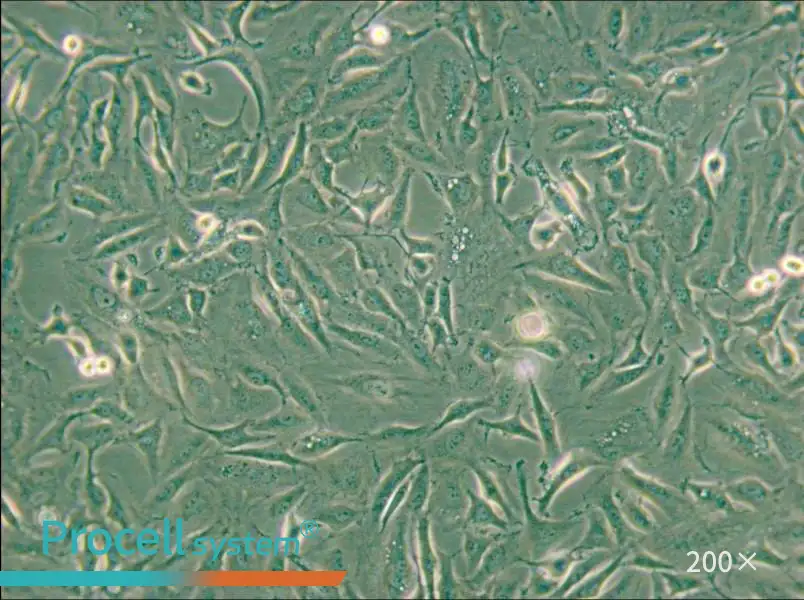 KTC-1 Cell Complete Medium - small - 6