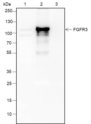 Recombinant FGFR3 Monoclonal Antibody - 2
