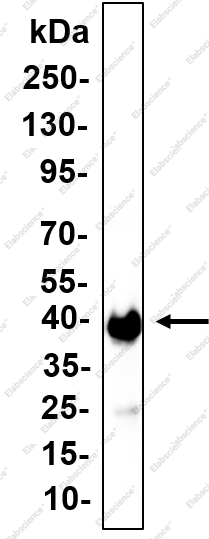 Recombinant hnRNP A2/B1 Monoclonal Antibody - 1