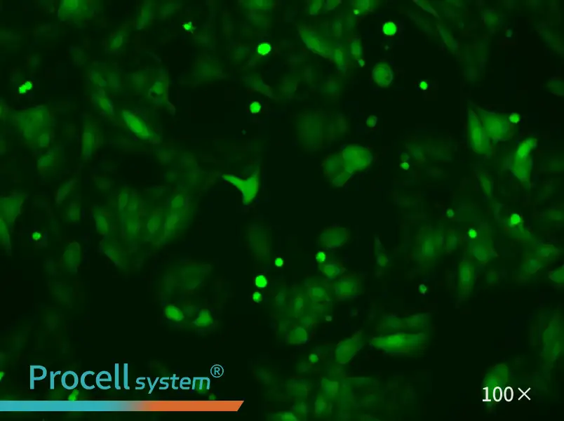 U-2 OS-LUC-EGFP Cell Complete Medium - small - 4