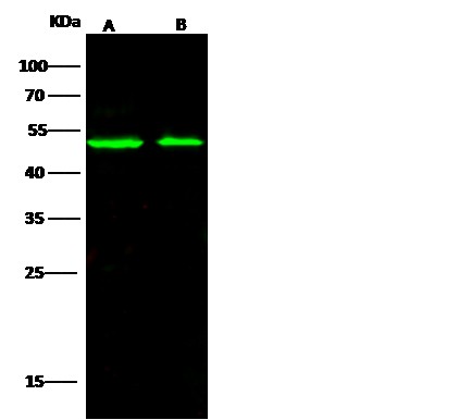 Recombinant AARSD1 Monoclonal Antibody - small - 2
