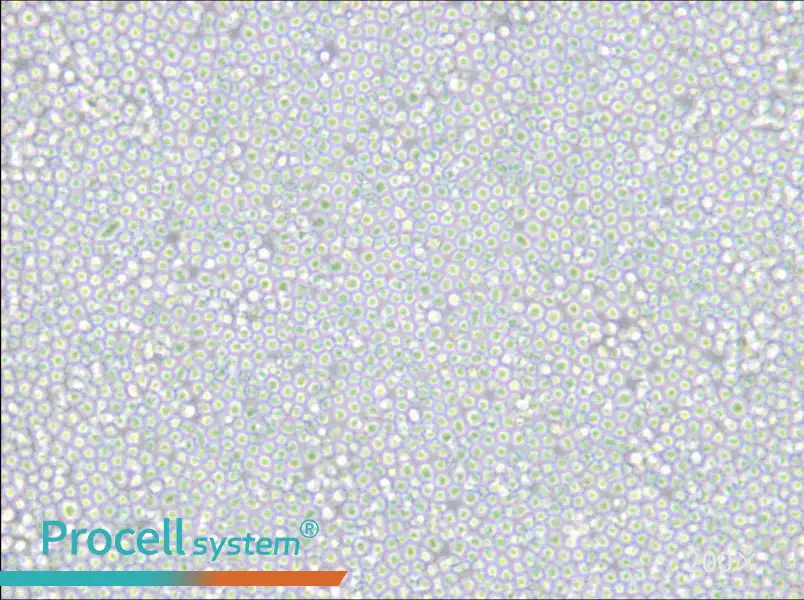 MEL Cell Complete Medium - small - 5