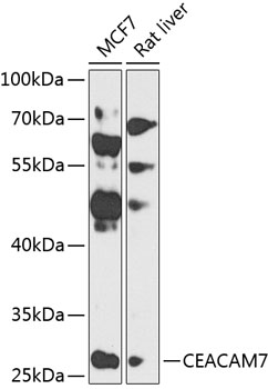 Western blot analysis of extracts of various cell lines using CEACAM7 Polyclonal Antibody at 1:1000 dilution.