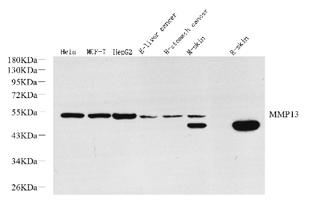 Western Blot analysis of various samples using MMP13 Polyclonal Antibody at dilution of 1:800.