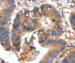 FADD Polyclonal Antibody - 2