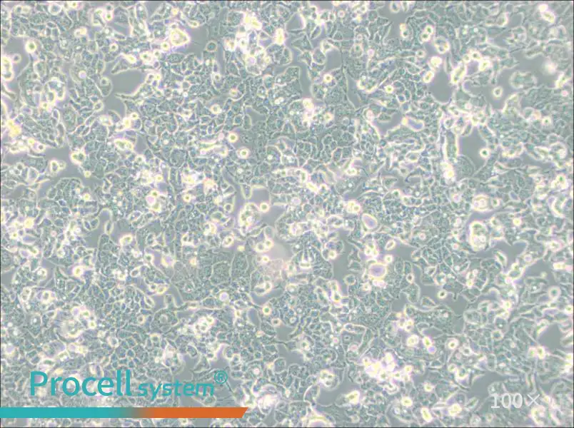 HEC-1-B Cell Complete MediumHEC-1-B Cell Complete Medium - 2